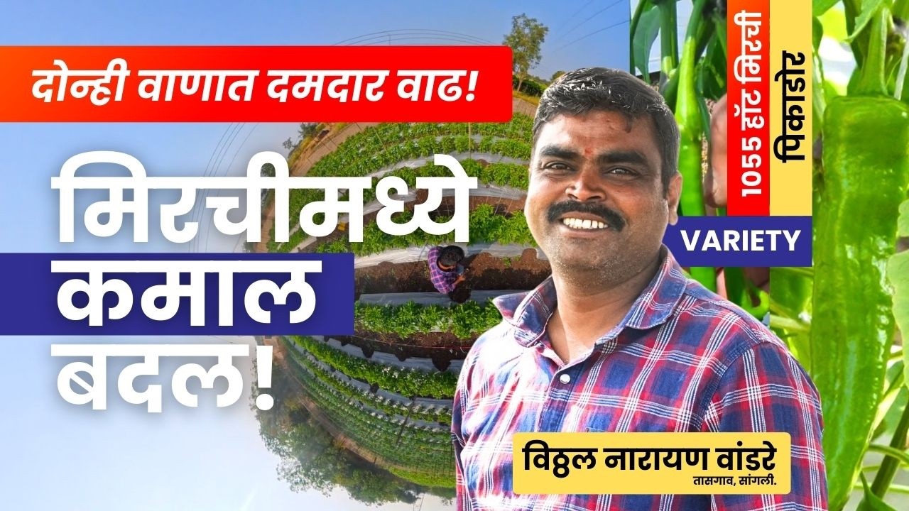 दोन्ही वाणात स्पष्ट फरक! पिकाडोर आणि हॉट मिरचीचा अनुभव