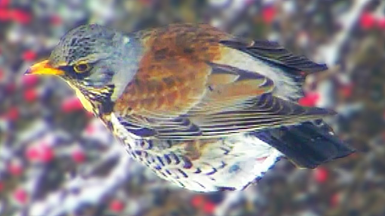 Fieldfare - Fieldfares in My Garden - Grive litorne