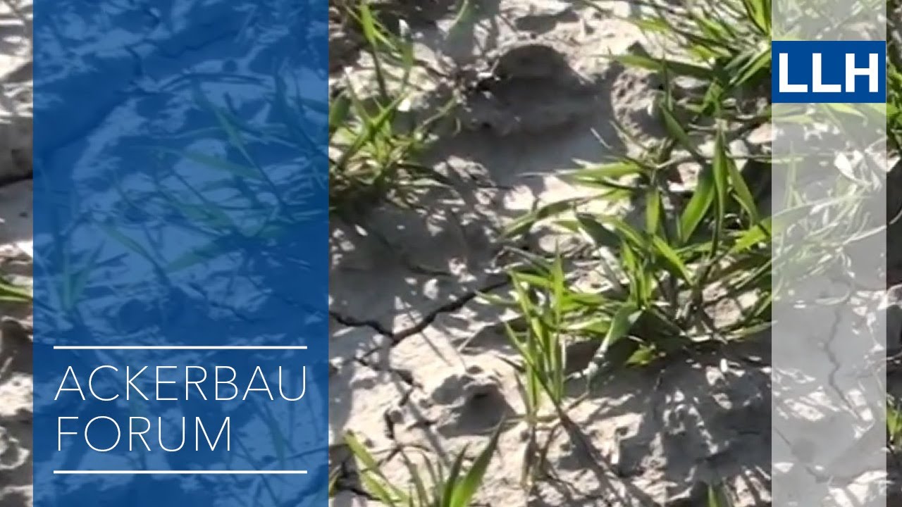 Ackerbauforum - Bestandskontrolle im Winterweizen