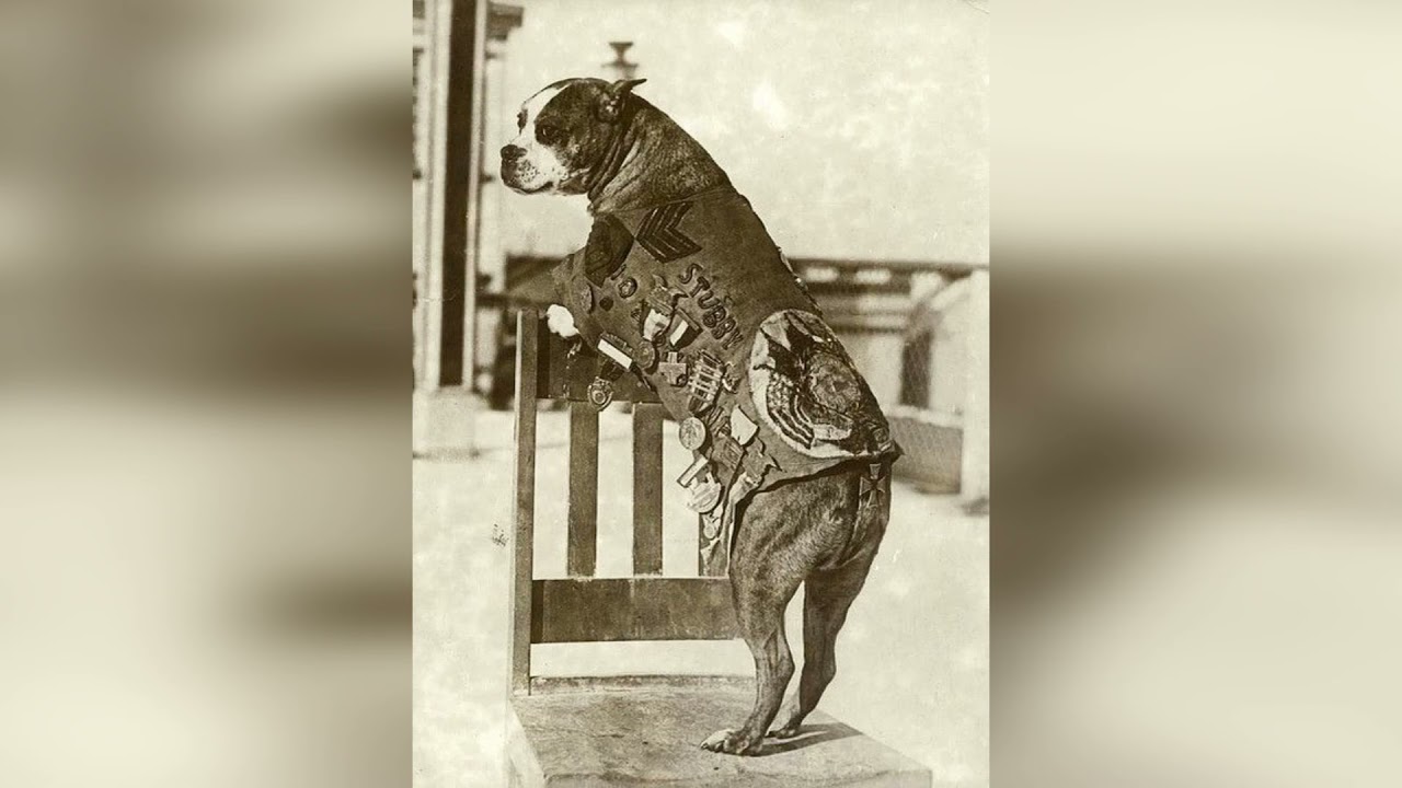 Первая в мире собака с воинским званием | СЕРЖАНТ СТАББИ