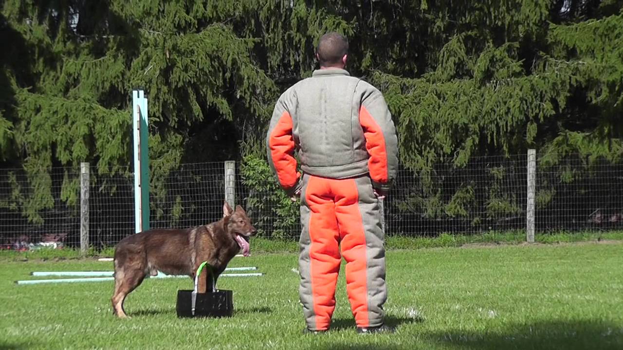 German Shepherd Competes in French Ring!