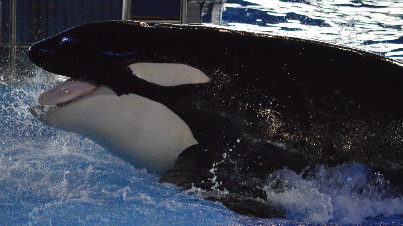Orca Encounter [Full Show] (7/8/25 4:00 PM)