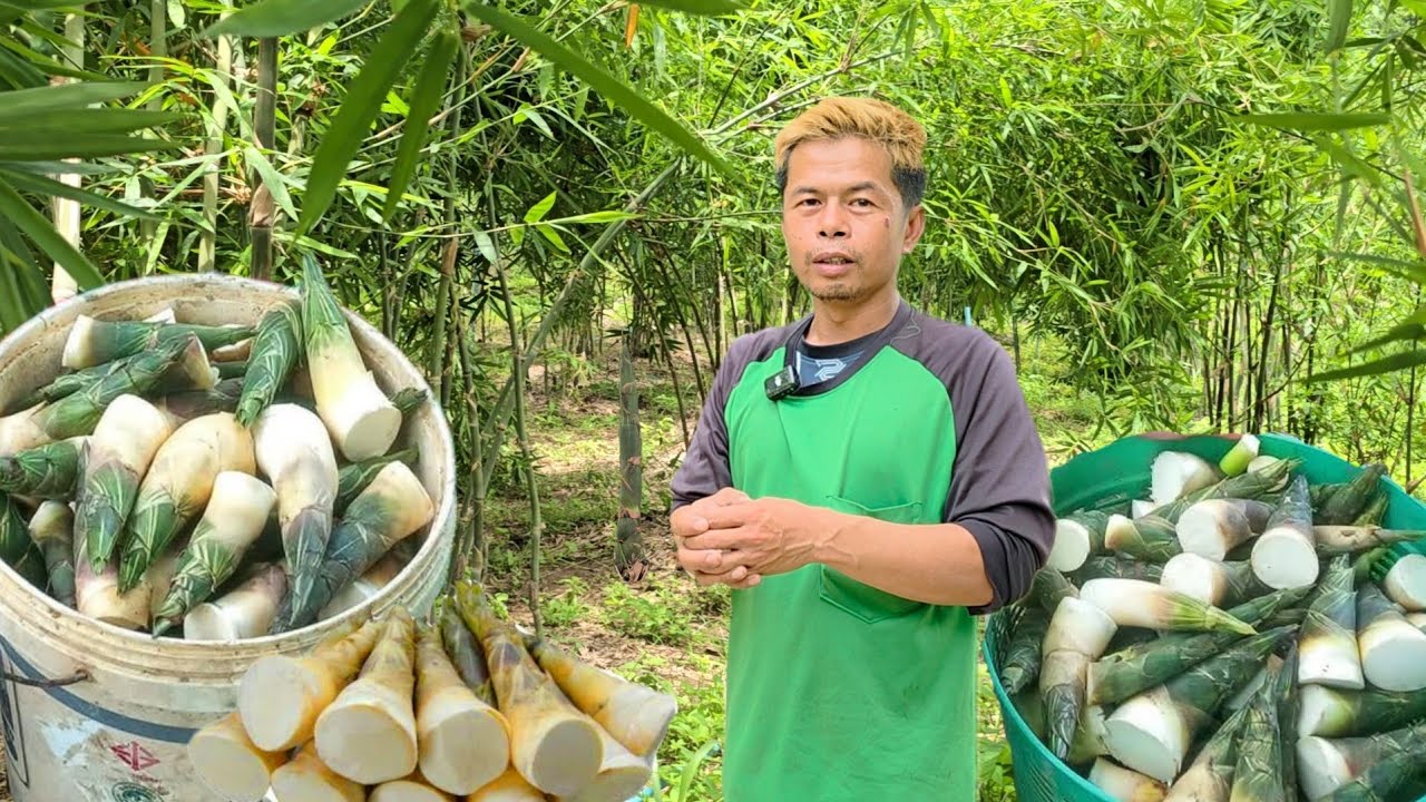 ลาออกจากงานประจำมาทำสวนไผ่ ใช้พื้นที่ 4ไร่ มีรายได้ทุกวัน..ทำเงินทั้งปี ไม่มีขาด!!