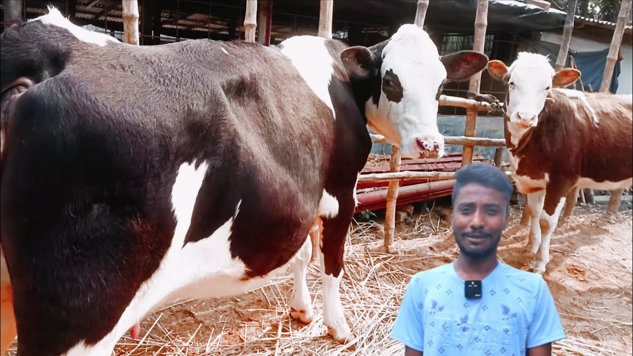 আমার দেখা সেরা ফ্লেকভি বকনা পাবেন এখানে ফ্লেকভি মুন্ডি প্রেগন্যান্ট বকনার দাম সহ বিস্তারিত 