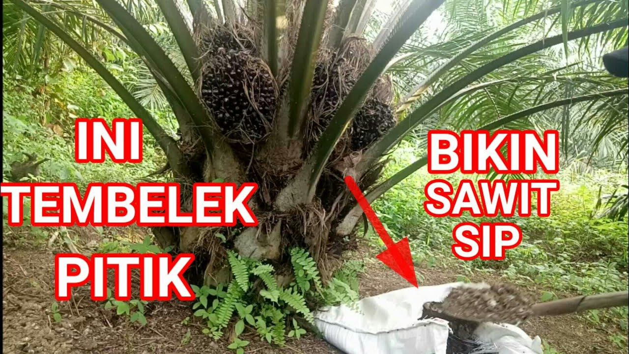 mupuk sawit menggunakan pupuk kandang ll kotoran ayam