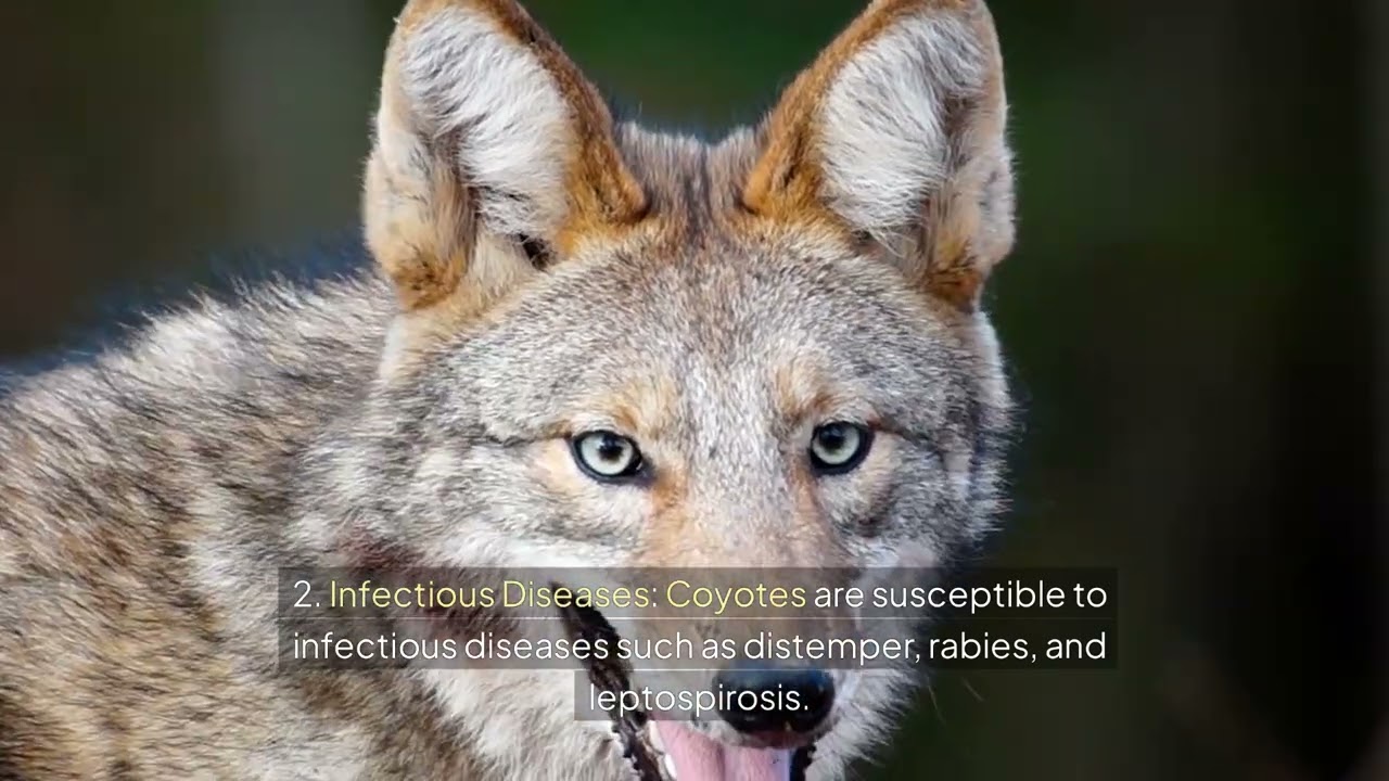 LEARN INTERESTING FACTS ABOUT COYOTES