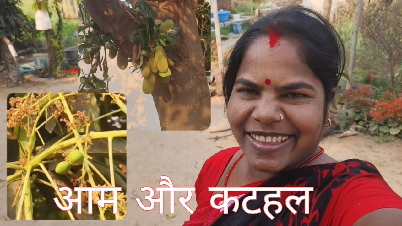  कटहल और आम हुआ है #video  #village  #home😄😄😄