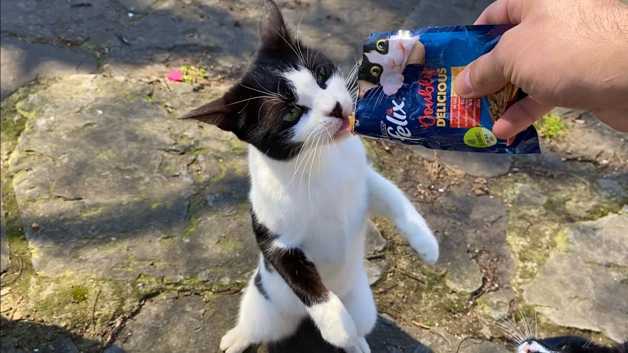 When the cats living in the park saw me, they all came towards me.