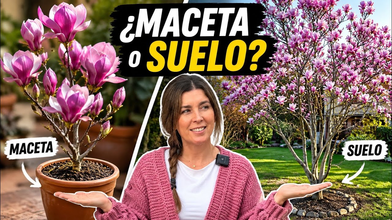 MAGNOLIO soulangeana 🌸 [CONSEJOS claves  y Respuestas a tus DUDAS] ✅