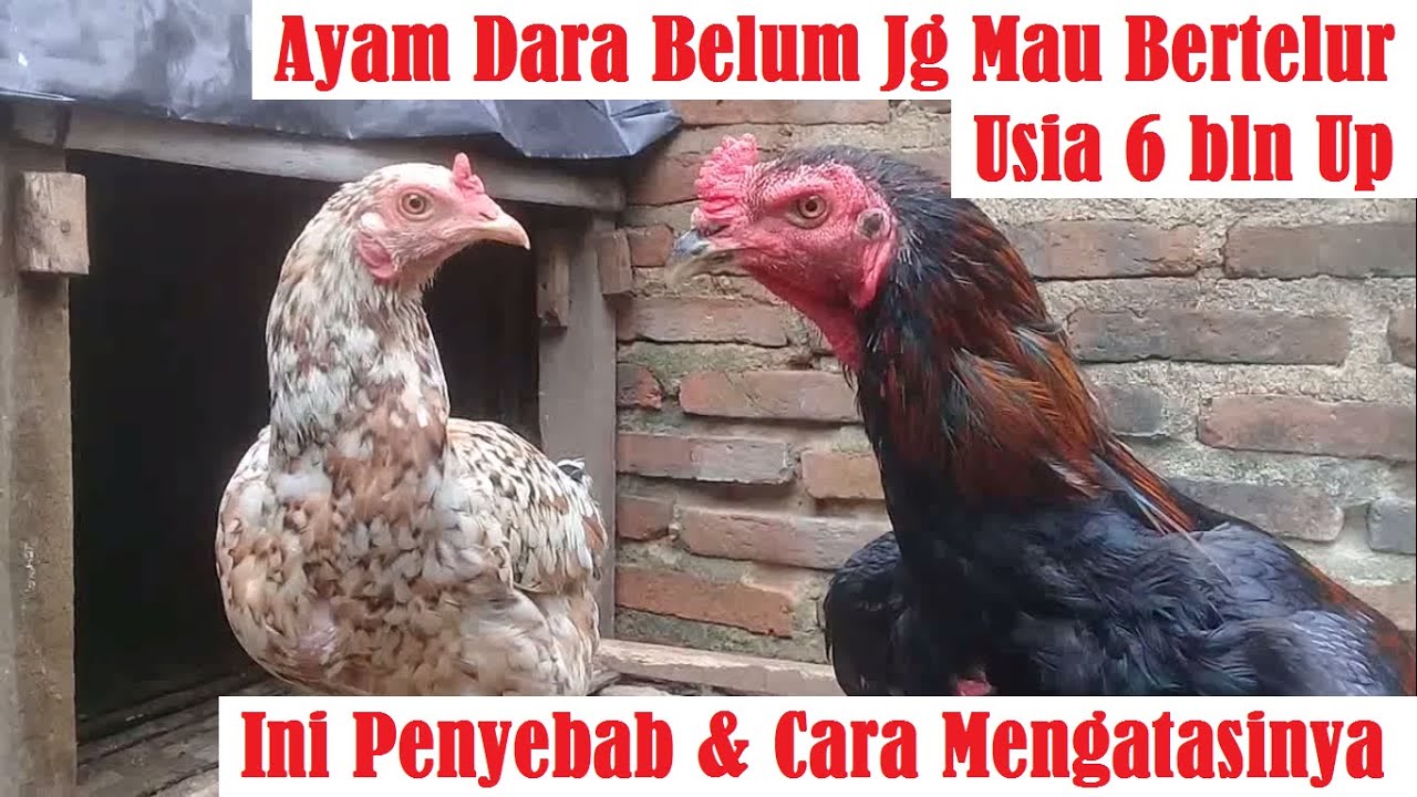 Ayam Dara Belum Juga Mau Bertelur Padahal Usia Sudah Cukup | Ini Penyebab dan Cara Mengatasinya