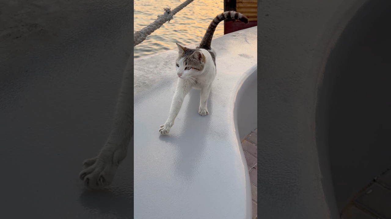 Он отдыхает #кошки #милыйкот #котенок #шорты #кормлениешортами #кошачьишорты