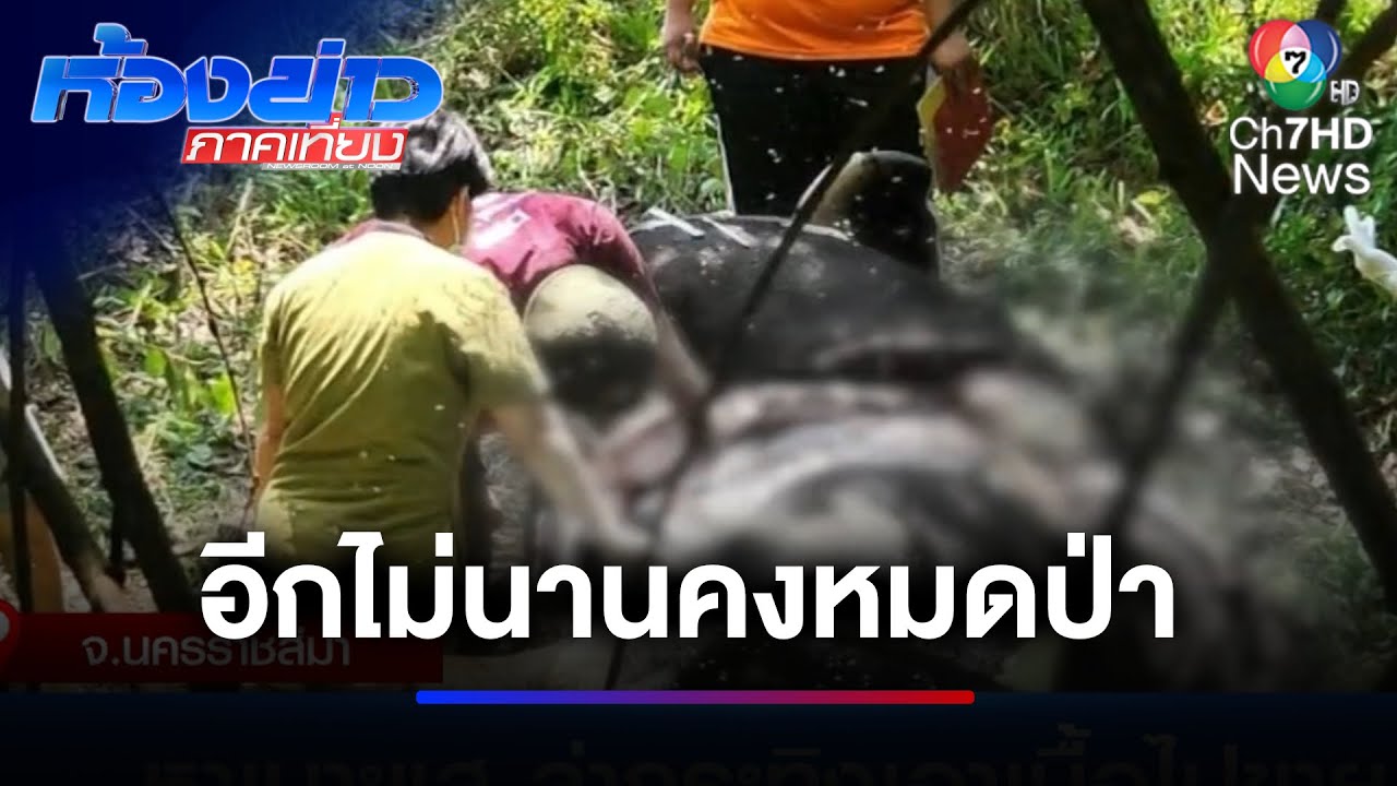 สกัดจับพรานป่า ล่ากระทิงแล่เอาเนื้อไปขาย | ห้องข่าวภาคเที่ยง