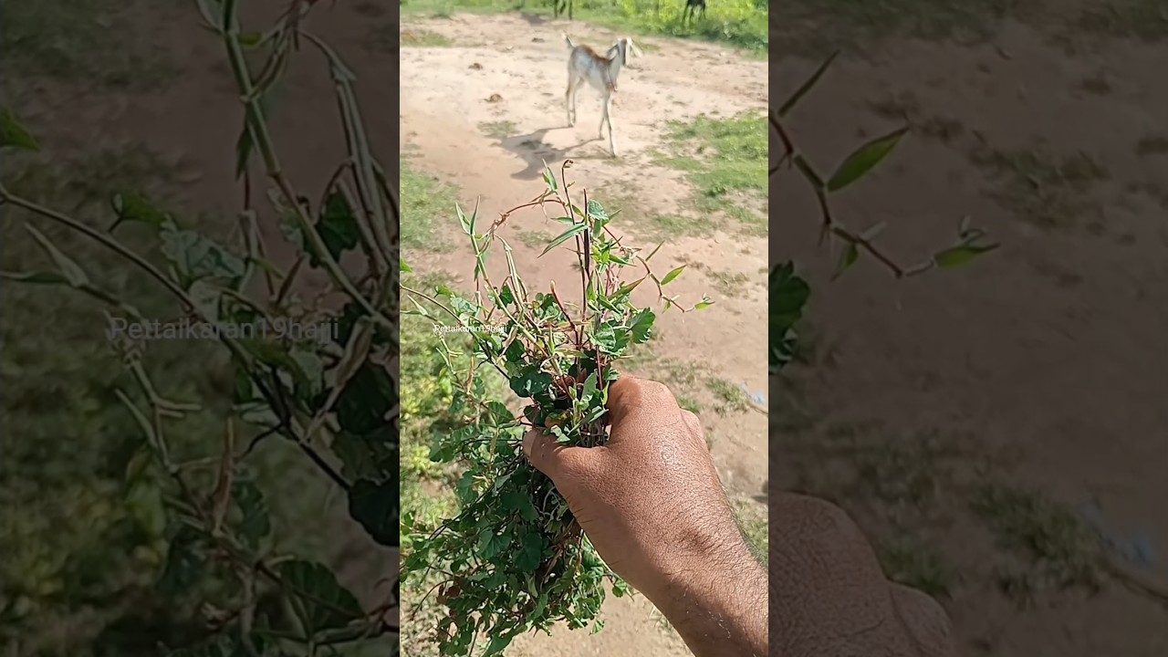 எடை 💯அதிகரிக்க ✨💥இதை 🐐செய்து பாருங்கள்