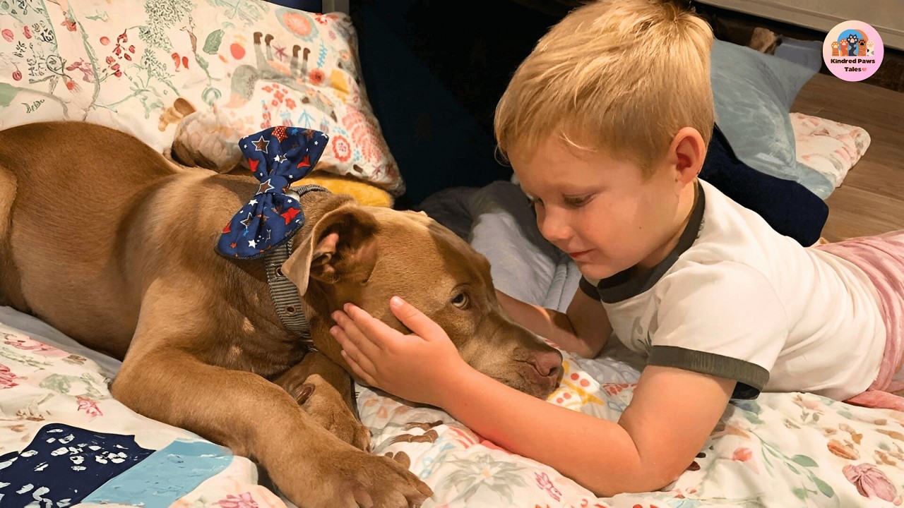 No One Expected This Pit Bull to Protect a Boy Like This | Cobo and Goobs