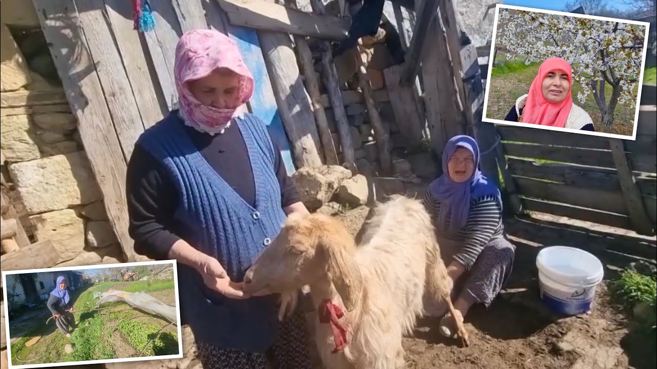 YENGEMLE DÖNDÜ ABLANIN ÇOBANI OLDUK | BELGESEL TADINDA KEÇİ SAĞMA | FİDANLARI DON VURDU TERAPİ VLOG