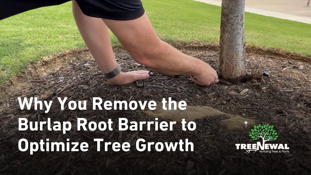 Why You Remove the Burlap Root Barrier to Optimize Tree Growth