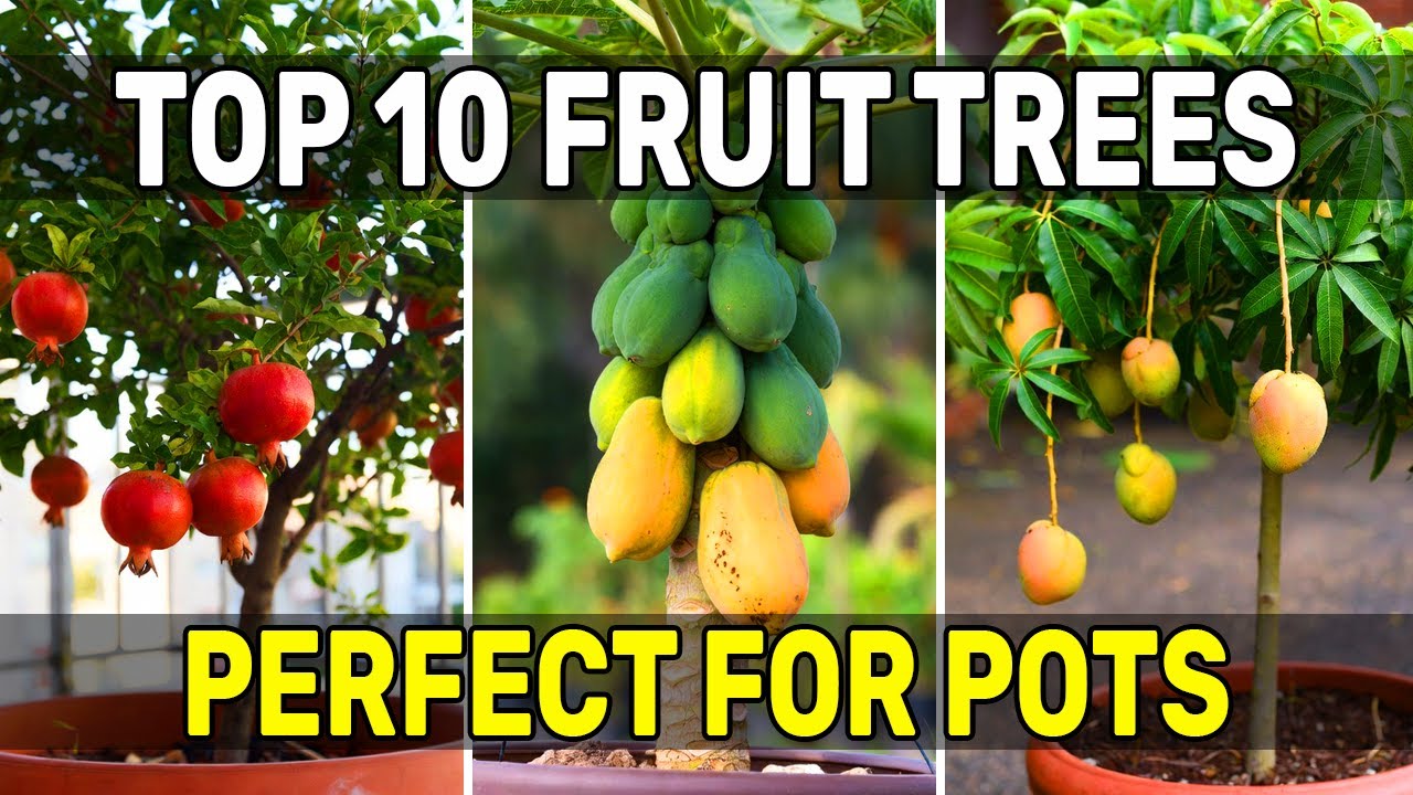 10 Fruit Trees That Grow Perfectly in Pots (Best for Small Spaces!) | Friendly Garden #homegardening