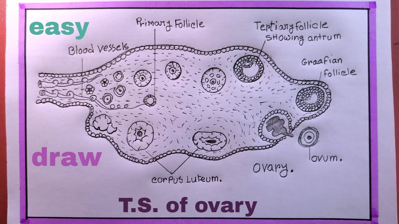 how to draw ovary easy/draw diagrammatic sectional view of ovary/t.s. of ovary