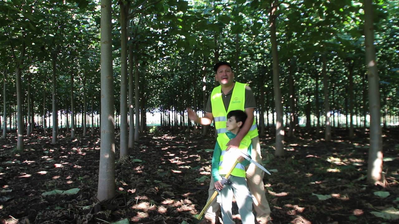 paulownia cotevisa 2, bosco in meno di 3 anni!!!