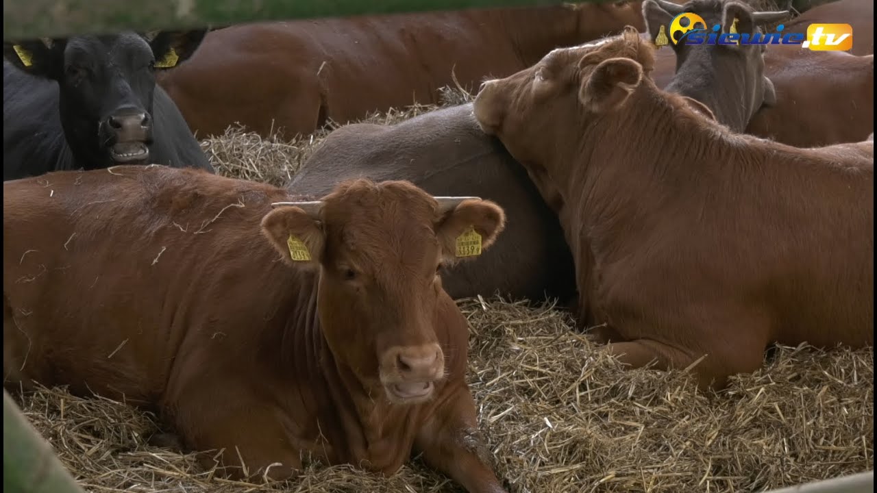 DLACZEGO BYKI LUBIĄ KISZONKĘ Z KUKURYDZY? - siewie.tv
