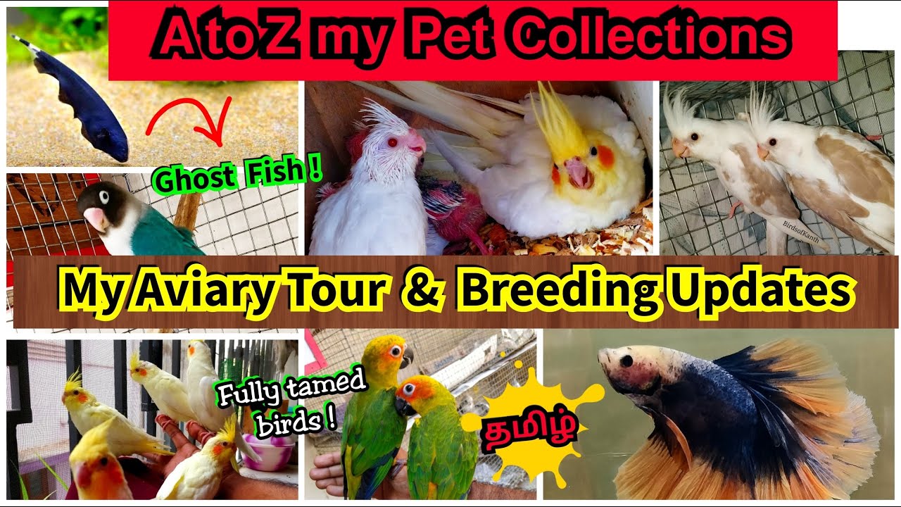 My Aviary Tour & Breeding updates 2021 || All my Pets collections || BirdsofKanth || Tamil
