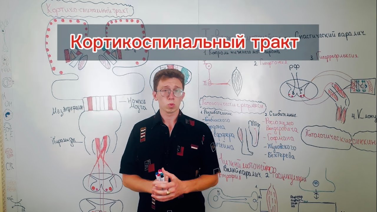 Кортикоспинальный (пирамидный) путь: как мозг управляет движениями 🧠🫡