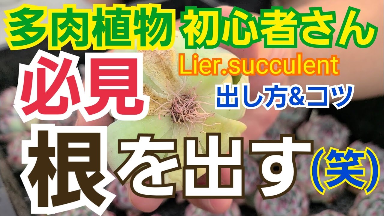 【多肉植物】【ガーデニング】多肉植物初心者🔰さん‼️必見‼️根っ子の出し方‼️2022年3月11日