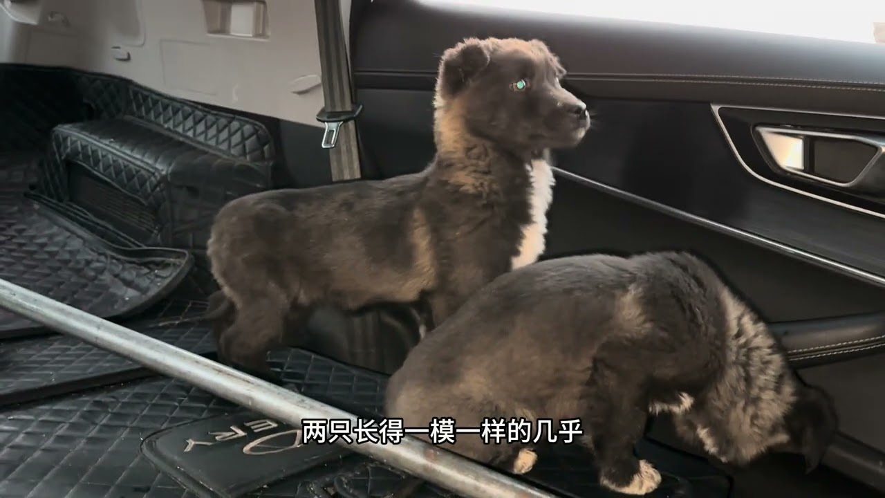 大过年的可怜的小狗就这样被遗弃了