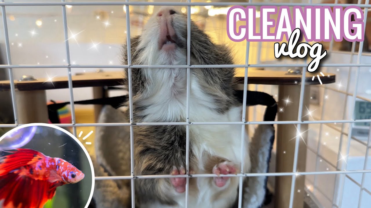 Spot Cleaning the Guinea Pigs & Betta Fish Tank Cleaning | vlog 2024