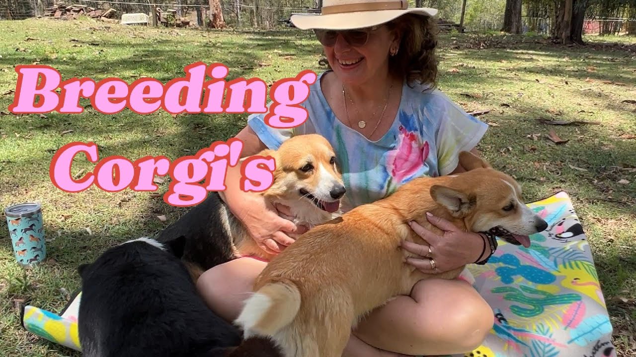 Breeding Corgi's