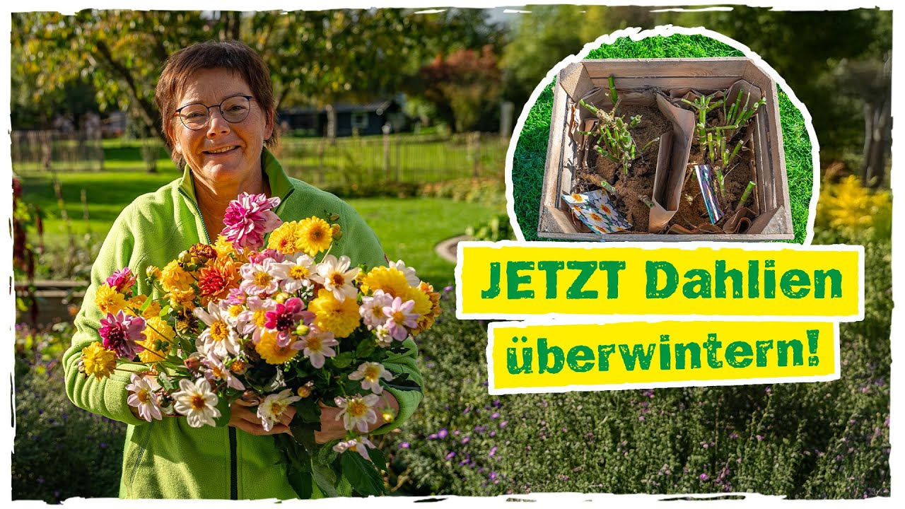 DAHLIEN ÜBERWINTERN: Mit diesen 6 Schritten klappt's garantiert!