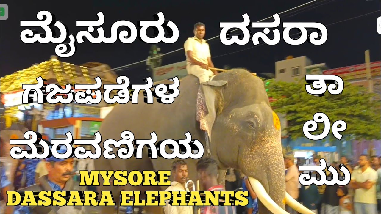 Elephants Parade at Mysore🦣🐘#dassara #mysore #mysoredasara #elephant #animals #bhimaelephant #viral