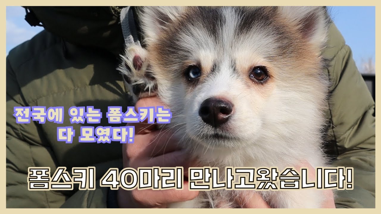 포메리안 + 허스키? 폼스키 40마리 만나고 왔습니다.