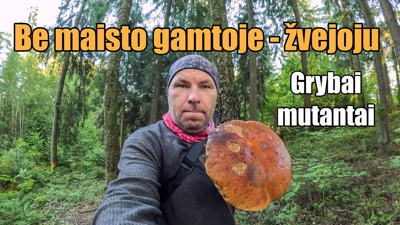 Žygis be maisto: žvejoju ir grybauju