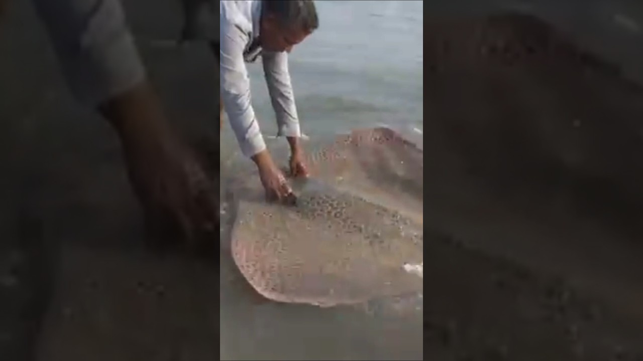 Riesen Rochen wird ins Meer gelassen, VAE, Fischfang, Fischer, Fishing, Indischer Ozean 