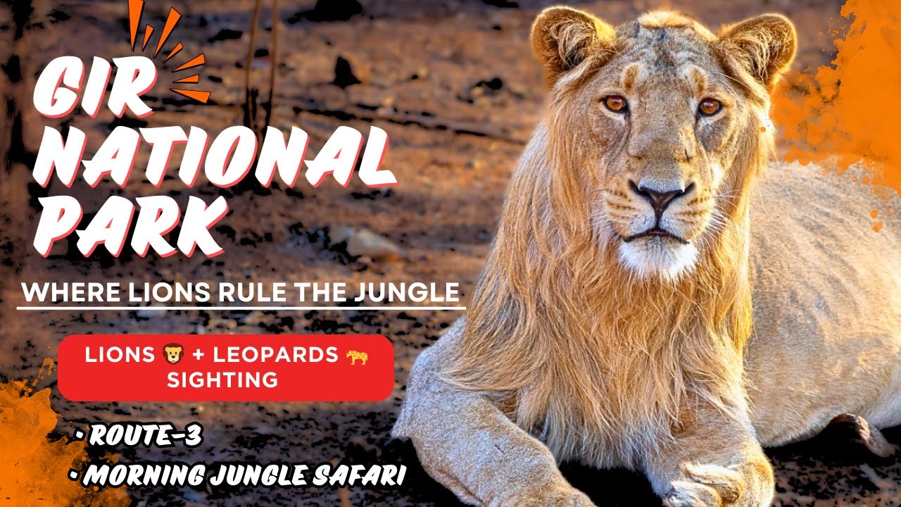 Gir Lion Safari | Gir National Park Safari , Gujarat | Sasan Gir | Jungle Safari | wildlifewithraj