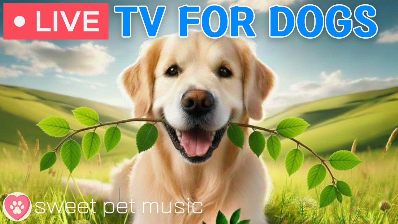 🔴24 Hours of Dog TV🎵🐶Calming Music for Dog Sleep🐾🩷Deep Relaxation Music for Dog Anxiety and Stress