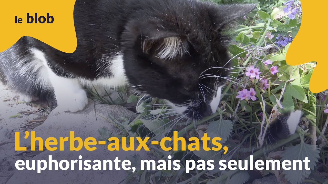 L&rsquo;herbe-aux-chats, euphorisante, mais pas seulement | Actu de science