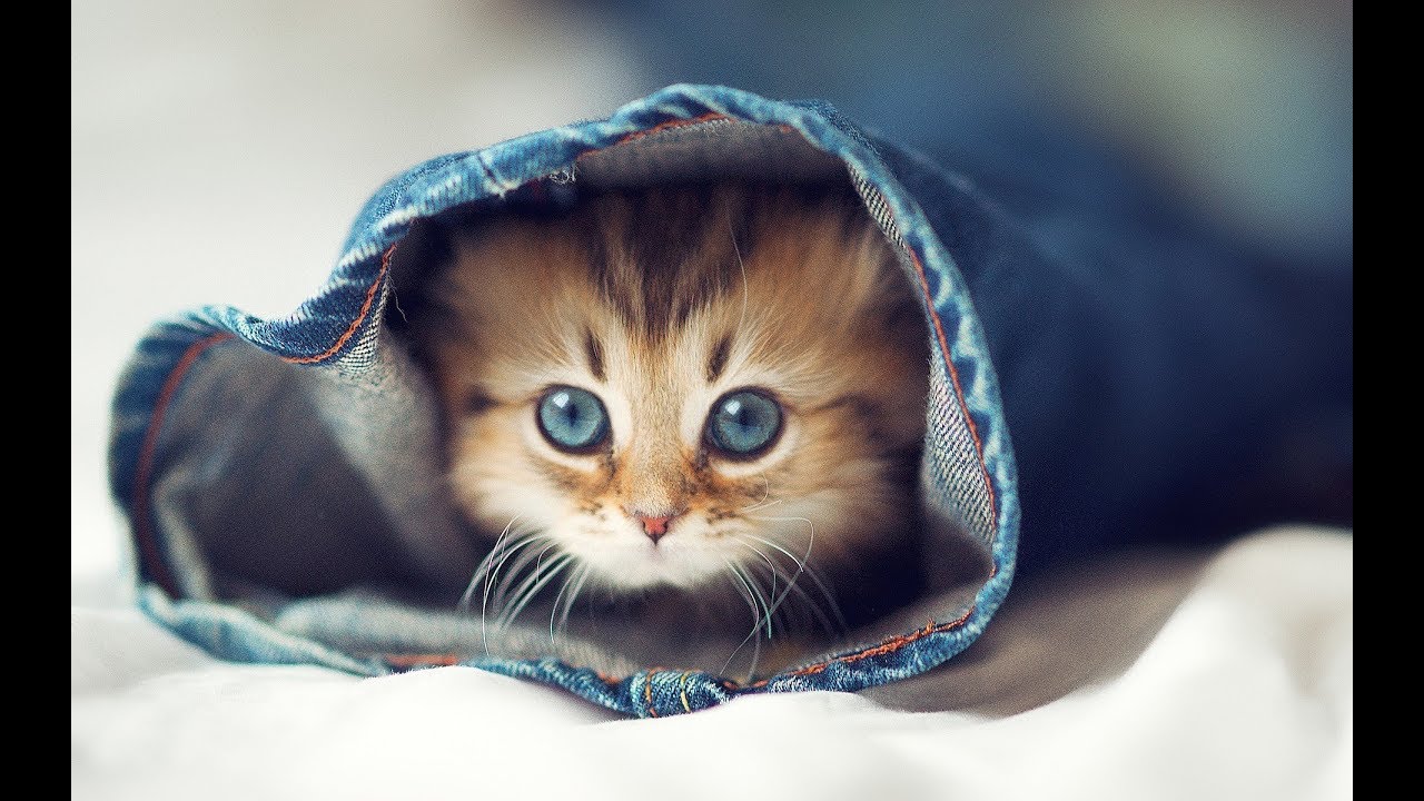 Top 5 Most Expensive Cat In The World