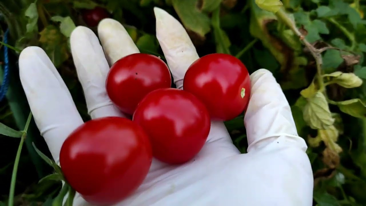 Устойчив ли томат Primabella к фитофторе? Обзор на 31 августа.