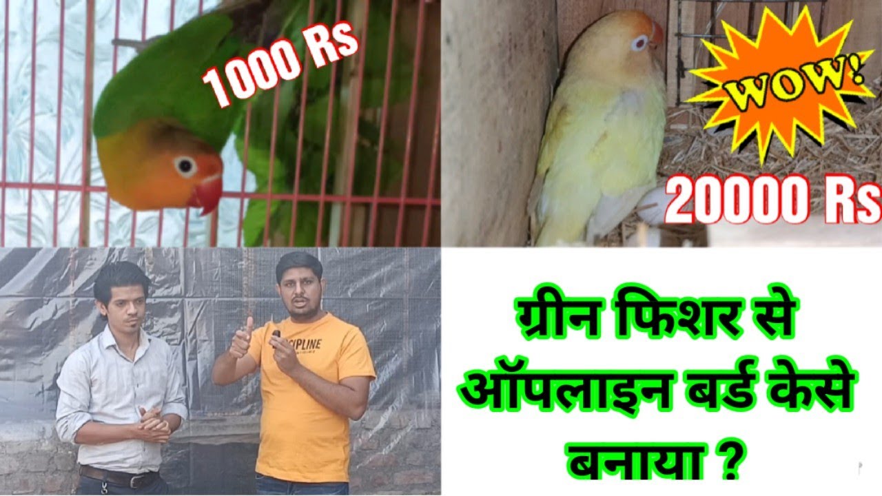 Lovebird ke mutation me kese banaye lakho ke birds ? | Breeding progress at Muddu Aviary