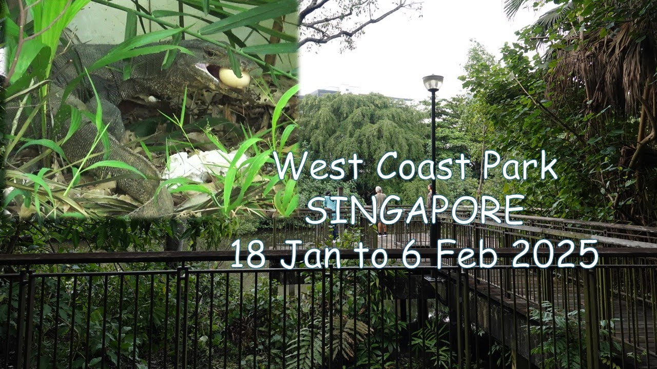 West Coast Park-The wildlife I met at my newly found nature playground. Jan-Feb 2025