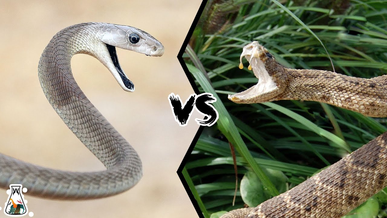BLACK MAMBA VS VIPER — Если бы они сражались, кто бы победил?