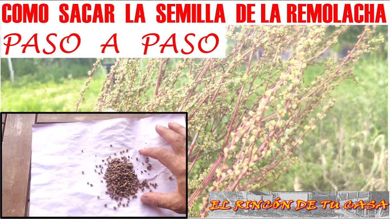 como SACAR la SEMILLA a la  REMOLACHA