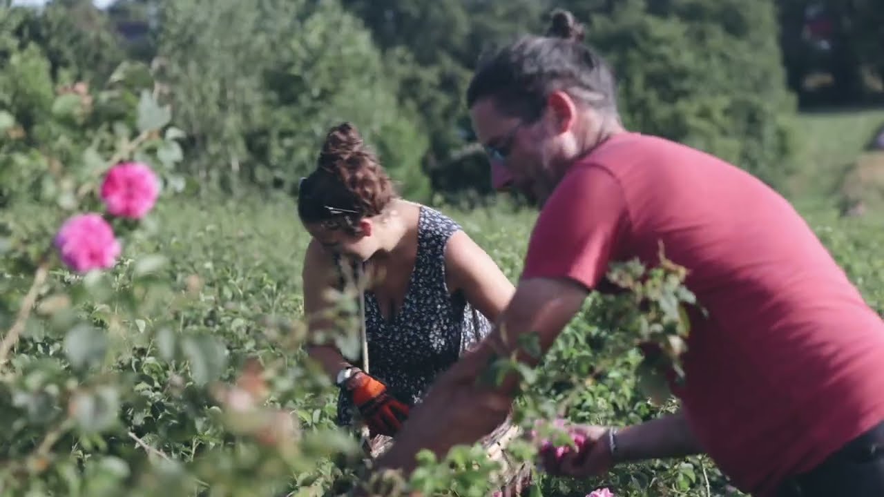 Avelenn | Huiles essentielles et hydrolats BIO – Bretagne