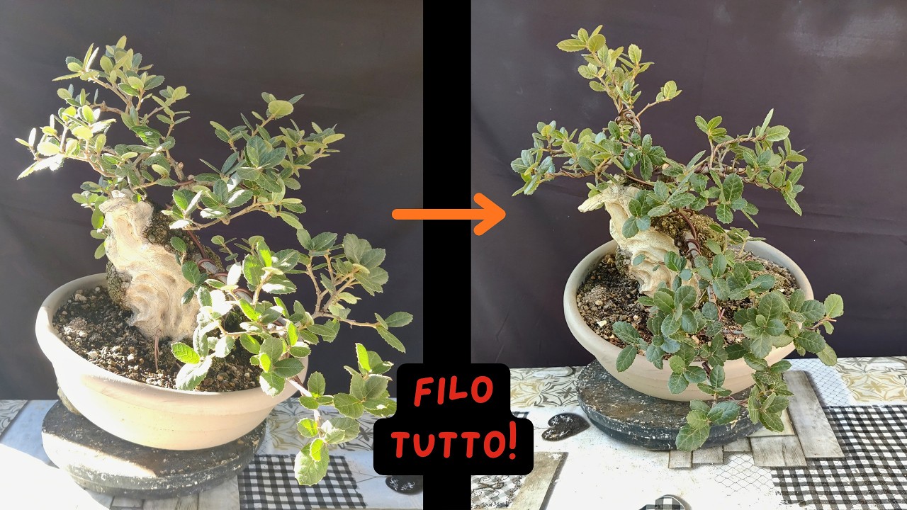 FiLO TUTTO: styling completo del mio leccio bonsai!