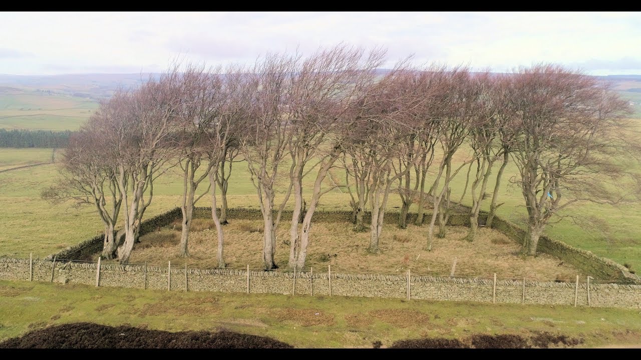 Elephant trees walk by drone. Weardale, Co Durham