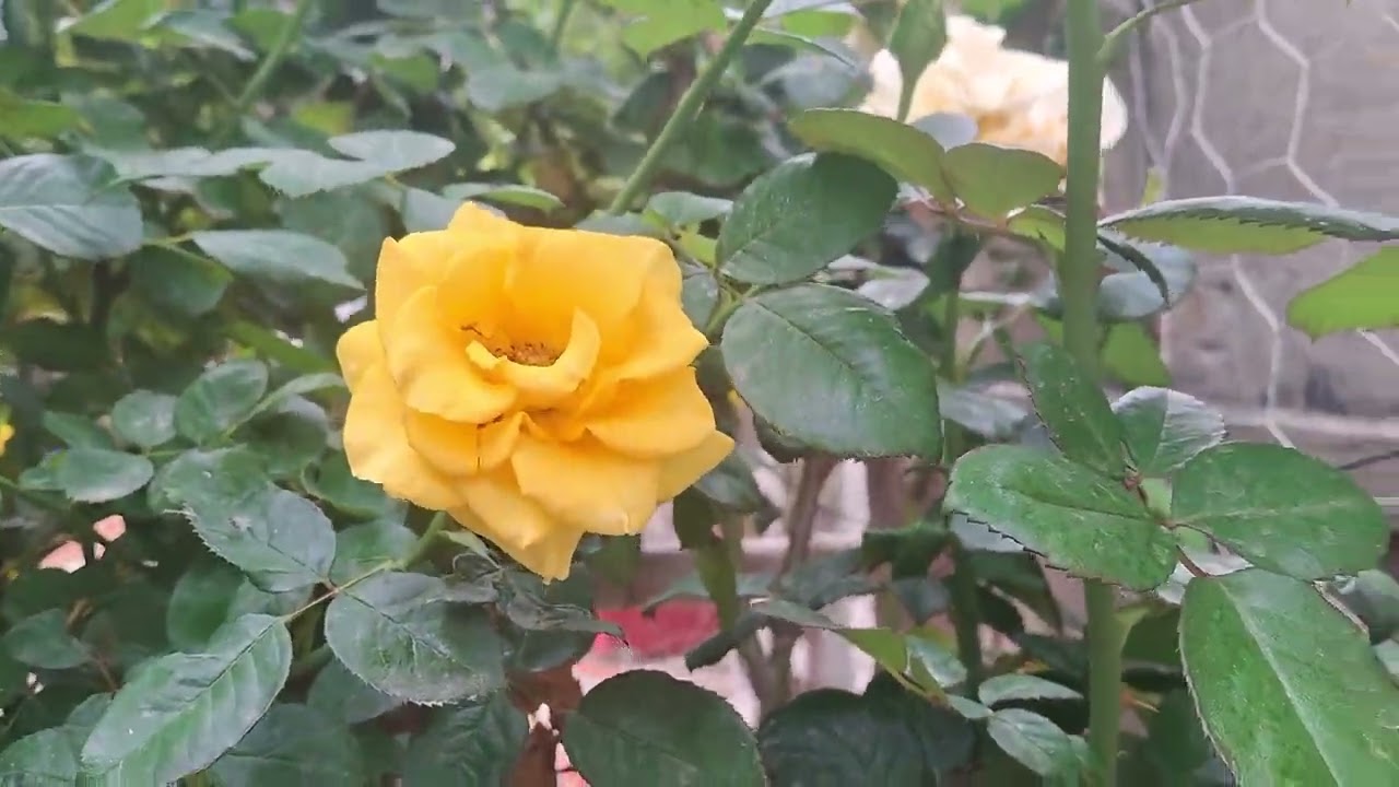 Mostrando as plantas da minha mãe 