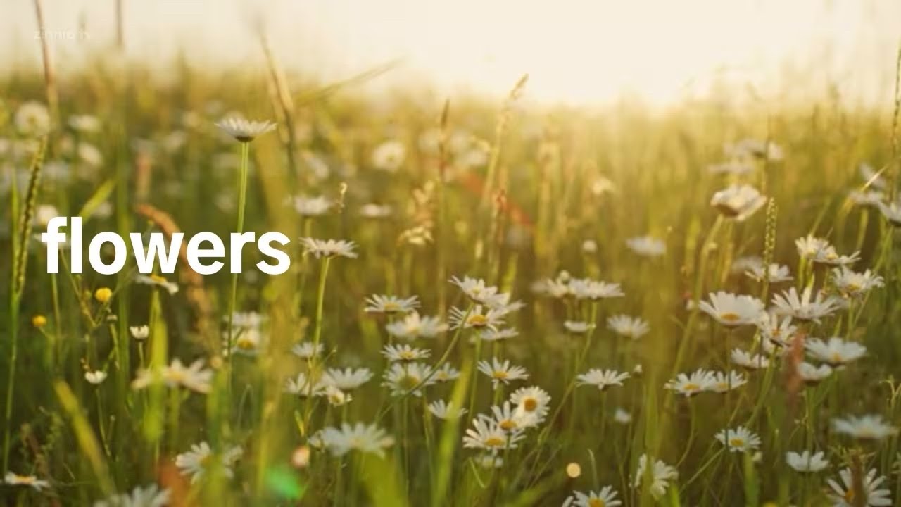 Flowers - Zinnia TV