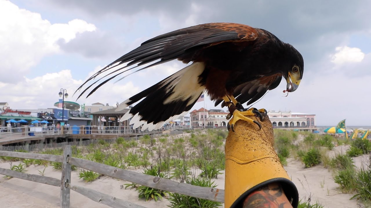 Jersey Shore town uses predatory birds to control gulls on the beach and boardwalk